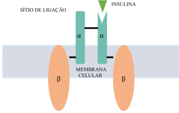Figura 3- Ilustração do receptor de insulina. 