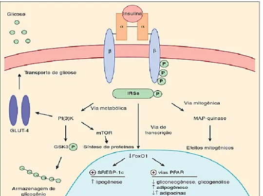 Figura 4- Vias de sinalização ativadas pela insulina, iniciada pela fosforilação do  IRS