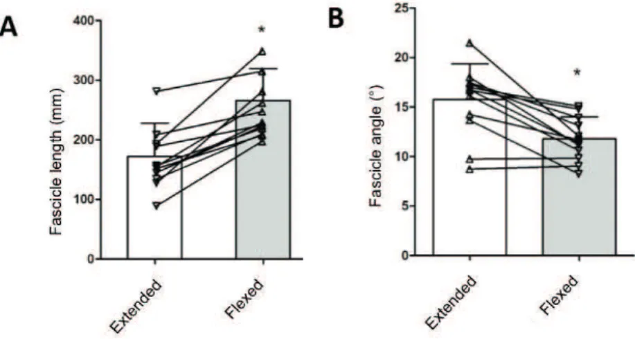Figure 3. Comparison of FL (A) and FA (B) at extended and flexed knee positions. Columns represent  the means and standard deviations and the symbols connected by rows represent the raw data of  each subject tested