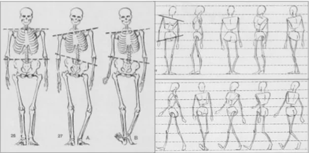 Figura  18 – A relação da cintura escapular com a cintura pélvica na representação do  movimento na Figura Humana