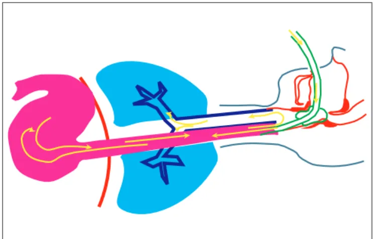 Figura 3 - Ventilação Simultânea do Estômago e dos Pulmões Con- Con-seqüente à Intubação do Esôfago e Obstrução da Orofaringe Posterior com o Balonete Insuflado sobre as Estruturas  Ede-maciadas