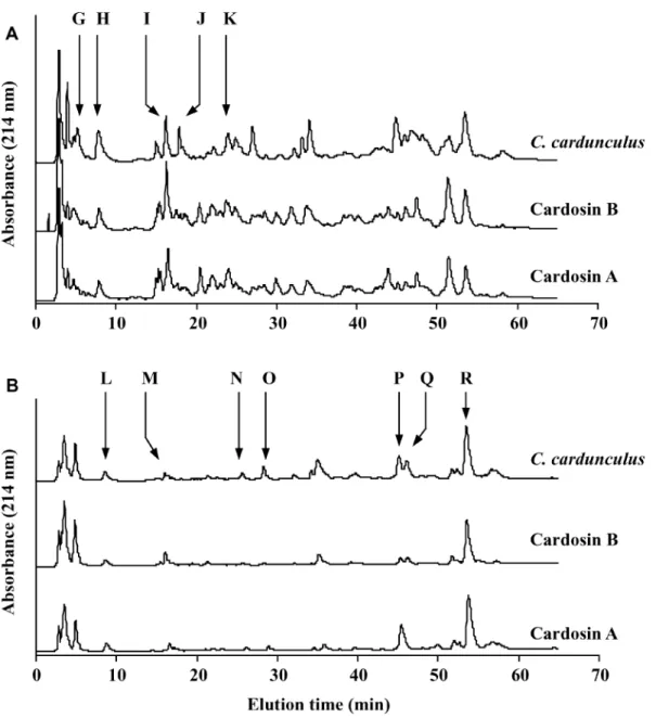 Figure 2. Reversed-phase HPLC chromatograms of the 3,000-Da permeate of the water-soluble extracts of (A) raw and (B) sterilized caprine cheeselike systems, manufactured separately with cardosin A, cardosin B, or a crude aqueous extract of Cynara carduncul