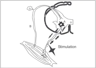 Figure 3 - F-Wave Suppression by Sevoflurane in Rats