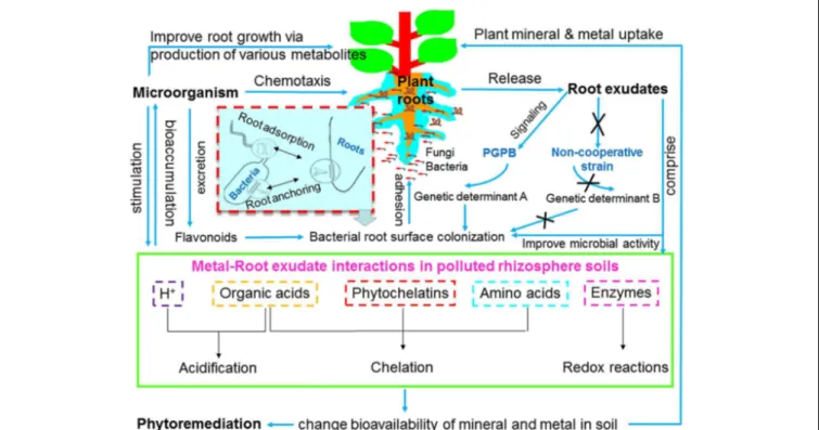 FIGURE 1 | Schematic overview of mechanisms of plant-microbe-metal interactions. PGPB, plant growth promoting bacteria.