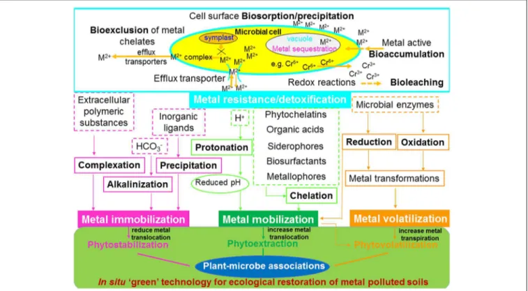 FIGURE 3 | Effects of functioning of plant-microbial associations on the biogeochemical cycling of heavy metals and their implication for phytoremediation
