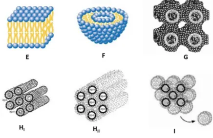 Figura 2. Diferentes tipos de agregação: E - Bicamada, F- lipossoma, G-cúbica contínua, H I  - hexagonal, H II  -  hexagonal invertida, I - cúbica micelar  [7]    