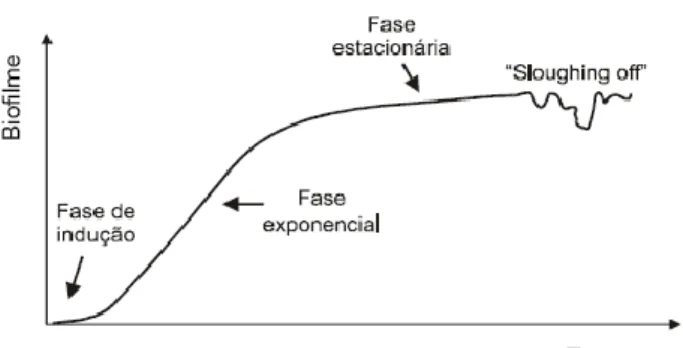 Figura 4. Representação da acumulação de um biofilme ao longo do tempo (Chaves, 2004)