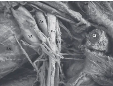 Figure 2. Topographical Relationships of the Brachial Plexus Cords.