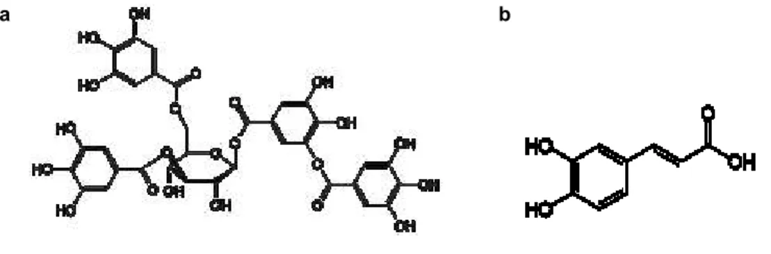 Figure 2.1.3.  – Chemical structure of caffeic  (a) and tannic (b) acids (59,60).