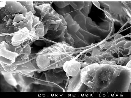 Figure  3.  SEM  image  (2000x  amplification)  resulting  of  sampling  the  surface  of  Sol,  Lua  e  Vento  sculpture in MIEC, one of the selected sculptures studied in BIONANOSCULP