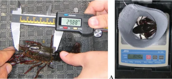Figura 10. (A) Medição do comprimento do cefalotórax do com a craveira e (B) pesagem de  um exemplar.