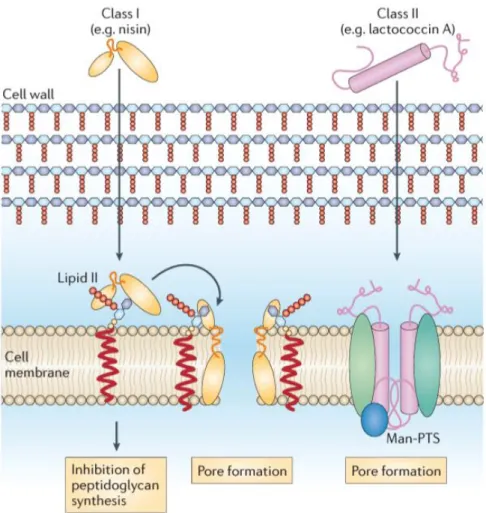 Figura  1:Mecanismos  de  ação  bacteriocinas.  Bacteriocinas  classe  I:  inibição  da  síntese de peptidoglicano