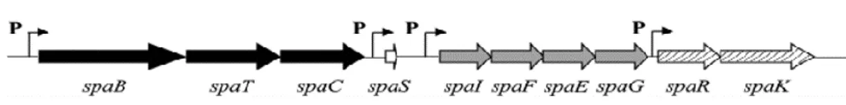 Figura  2:  Organização  genética  do  cluster  do  gene  da  subtilina.  Cada  letra  maiúscula  representa  uma  proteína  envolvida  na  biossíntese  da  subtilina