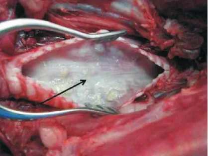 Figure 2 – The Arrows Demonstrate on the Trachea, Opened Lon- Lon-gitudinally, Damage to the Epithelium