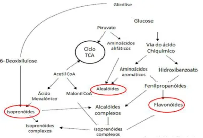 Figura  1  -  Metabolitos  secundários-  principais  percursores  (Adaptado  de  Ghasemzadeh  &amp; 