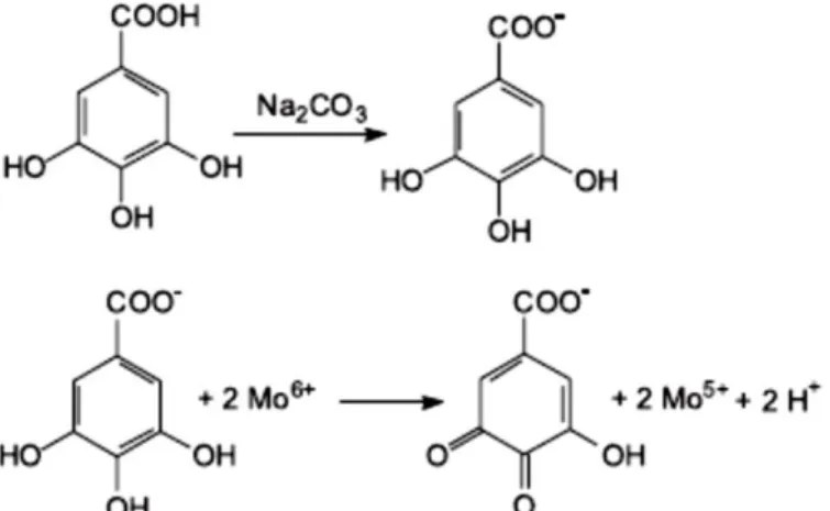 Figura  13  -  Reação do  ácido  pirogálhico  com  o molibdénio,  componente  do  reagente  de  Folin-Ciocalteau (Adaptado de Oliveira et al.,2009)