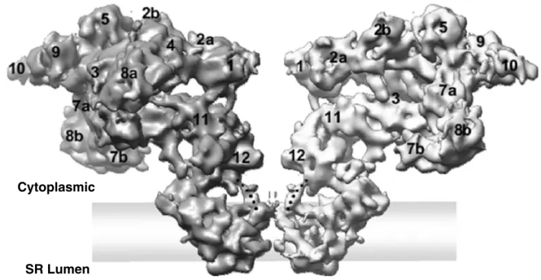 Figure 1 Two Opposing Subunits of the RyR1 Tetramer are Displayed in a Side View.