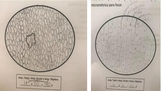 Figura 4 – Exemplos de registos de alunos de células da epiderme da cebola 