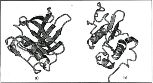 Figura 2: a) Estrutura da β-Lactoglobulina; b) Estrutura da α-Lactalbumina 