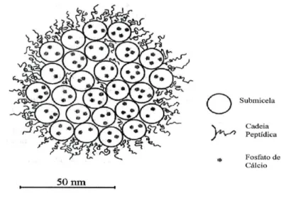 Figura 3: Corte transversal de uma micela de CN, mostrando as submicelas, os aglomerados de fosfato  de cálcio coloidal e os peptídeos de κ-CN, recobrindo a superfície da micela (Walstra, 1999) 