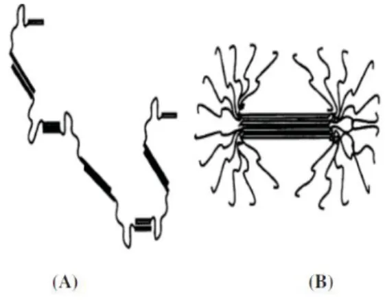 Figura 8: Estruturas poliméricas de (A) α s1- caseína e (B) β-caseína, mostrando as ligações  através da interação hidrofóbica (Horne, 1998) 