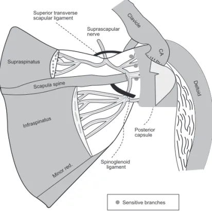 Figure 1 –  Posterior View of Scapula Bone Model: Suprascapular  Nerve (Light Gray) from Incisure to Spinoglenoid Fossa.