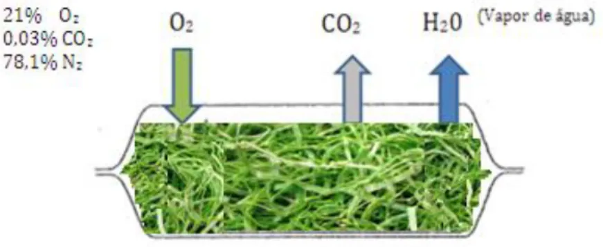 Figura 5  – Mecanismos de troca gasosa numa embalagem e, atmosfera modificada contendo couve-galega cortada  (adaptado de Caleb et al., 2011)