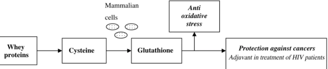 Fig. 2. Schematic diagram of glutathione (GHS) synthesis following whey protein intake, and most important functions associated therewith.