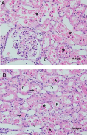 Figure 9 (A and B) Sections of the IR + Dex group. G, glomerular; P, the proximal tubule; D, the distal tubule, ( ) accumulation of proteinaceous material to be reduced compared to other groups.