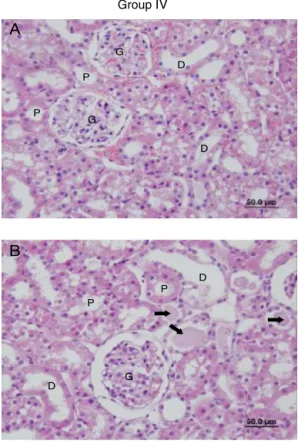 Figure 10 (A and B) Sections of the IR + RIPC + Dex group.