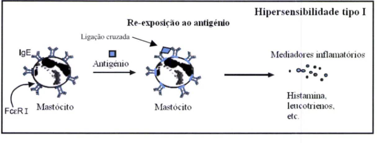 Figura  l.  Hipersensibilidade  do  tipo I.  Fase  efectora  com ligação  de  IgE  aos mastócitos