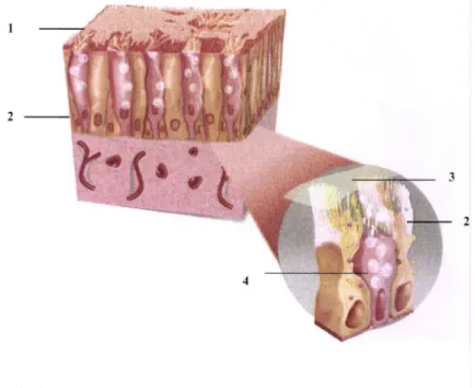 Figura 2. Histologia  do epitélio  respiratório.  l)  zona  onde  se encontram  as secreções  mucosas;  2)  zona de actividade  mucociliar;  3)  barreira  mucosa;  4) celula calciforme.