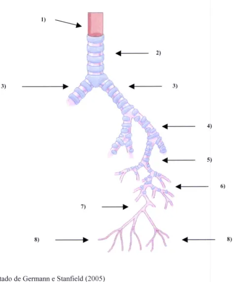 Figura  6.  Zona  condutora  do  sistema  respiratório.  l)  laringe;  2)  traqueia;  3)  brônquios  primários;4) brônquios  secundários;  5)  brônquios  terciários;  6)  pequenos  brônquios;  7)  bronquíolos;  8)  bronquíolos terminais.