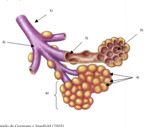Figura  7.  Estrutura  da  zona respiratória,  que  começa  nos bronquíolos  terminais  e  termina  nos  sacos alveolares