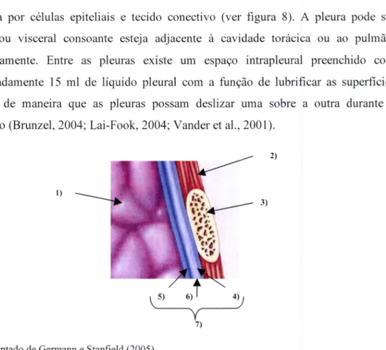 Figura  8. Representação  do  saco  pleural.  l)  pulmão;  2) músculo  intercostal;3)  costela;  4) pleura parietal;