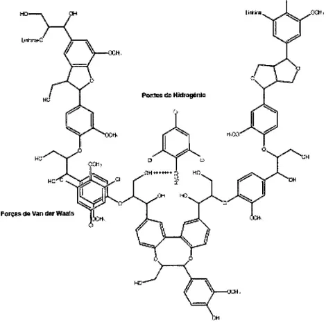 Figura I.2.  Representação  da  ligação  entre  as  moléculas  de  TCA  e  amatizdacortiça!24)