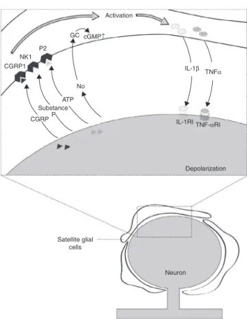 Figure 1 Intraganglionar communication. After peripheral nerve injury a somatic neurotransmitter release occurs, such as the calcitonin gene-related peptide (CGRP), substance P,  adeno-sine triphosphate (ATP), and nitric oxide (NO) in perineuronal environm