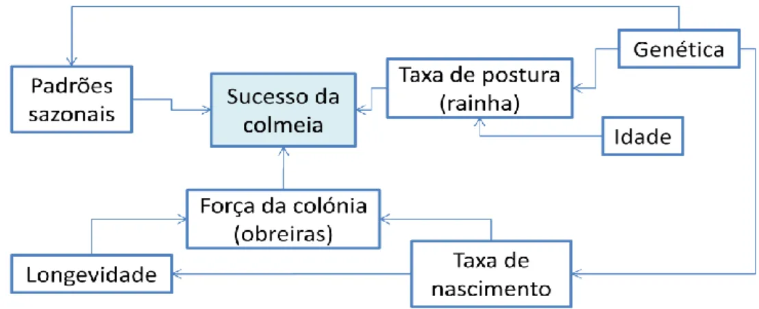 Figura 1  - Diagrama dos factores intra-colónia que influenciam o sucesso da colónia; adaptado de Branco (1997) 