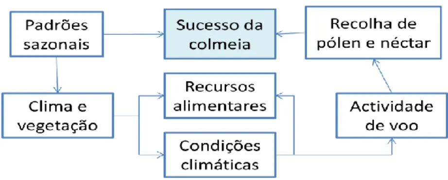 Figura 2 -  Diagrama dos factores ambientais que influenciam o sucesso da colónia; adaptado de Branco (1997)
