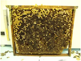 Figura 4  - Quadro zângãos utilizado para a recolha de varroas (fonte: autora) 