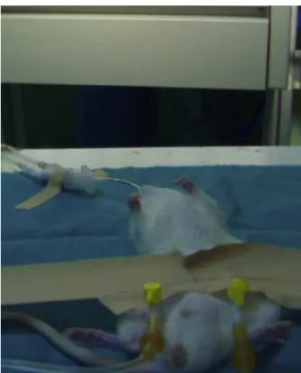 Figure 1 One of the rats used and intubated in the study.