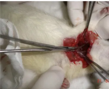 Figure 2 One of the rats to which a right carotid artery dis- dis-section was performed.