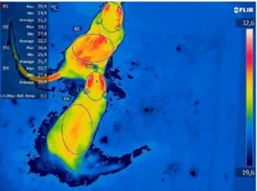 Figure 4 Experimental thermogram: thermal dysautonomia in the head, dorsum, and tail.