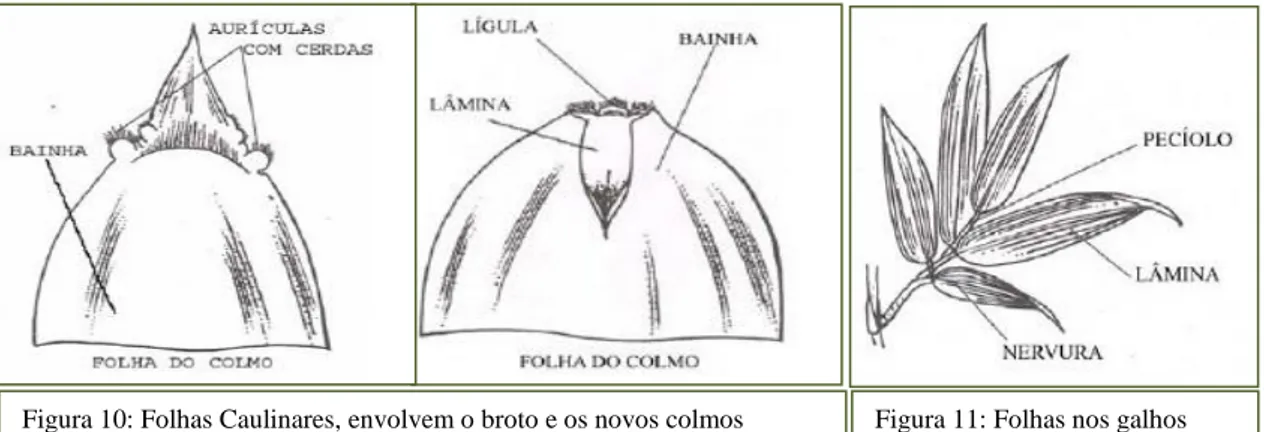 Figura  09:  Galhos  que  brotaram  das  gemas  dos  colmos. Fonte: Dados da Pesquisa (Isaac Freitas) 