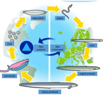 Figura 2 - Ciclo de vida de A. anguilla (adaptado de: Eel Stewardship Association, 2016)