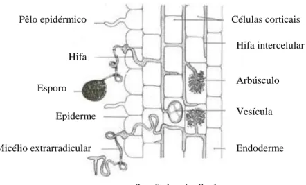 Figura 1. Estrutura simplificada de micorriza arbuscular  (Adaptado de Anonymous, 1996).