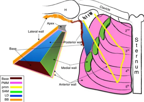 Figure 1 The boundaries of the axilla. PMM, Pectoralis major muscle; pmm, pectoralis minor muscle; SAM, serratus anterior muscle; LD, latissimus dorsi; BB, biceps brachii muscle; H, Humerus.