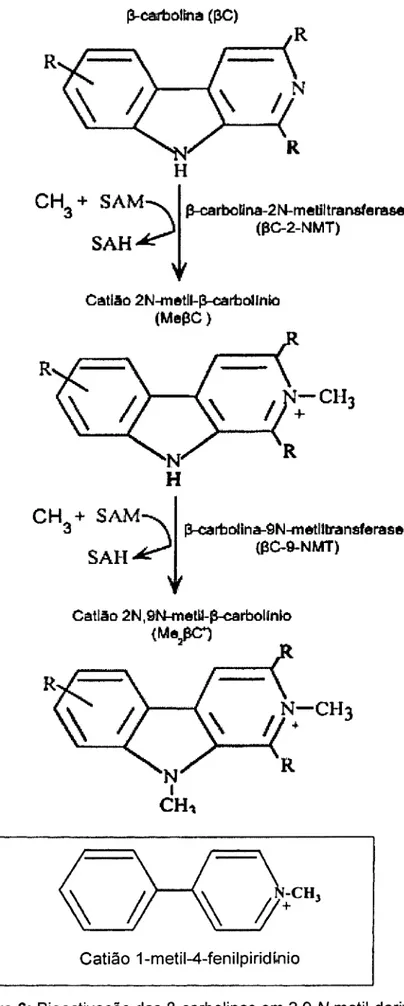 Figura 6: Bioactivação das P-carbolinas em 2,9 /V-metil-derivados  (Gearhartefa/,,2002) 