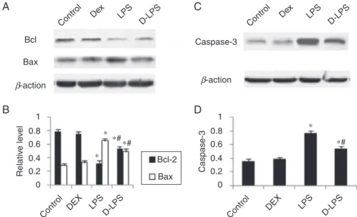 Figure 2 (A) Representative picture of Bcl-2 and Bax. (B) The level of Bcl-2 and Bax. (C) Representative picture of caspase-3.