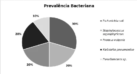 Figura  2.  Prevalência  bacteriana  entre  os  idosos  residentes  em  um  asilo na cidade de Farroupilha/RS